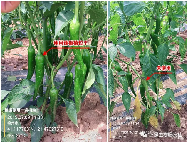 地上地下功能性肥“豪橫”組合，辣椒高產(chǎn)鐵定了！
