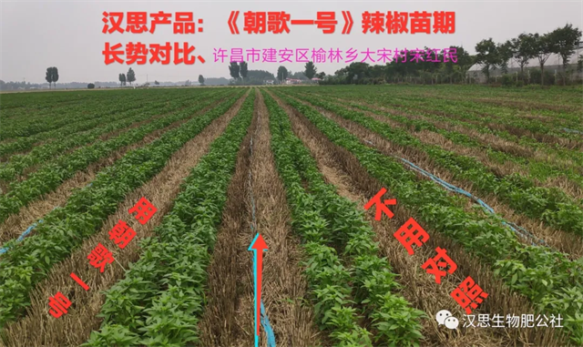 地上地下功能性肥“豪橫”組合，辣椒高產(chǎn)鐵定了！