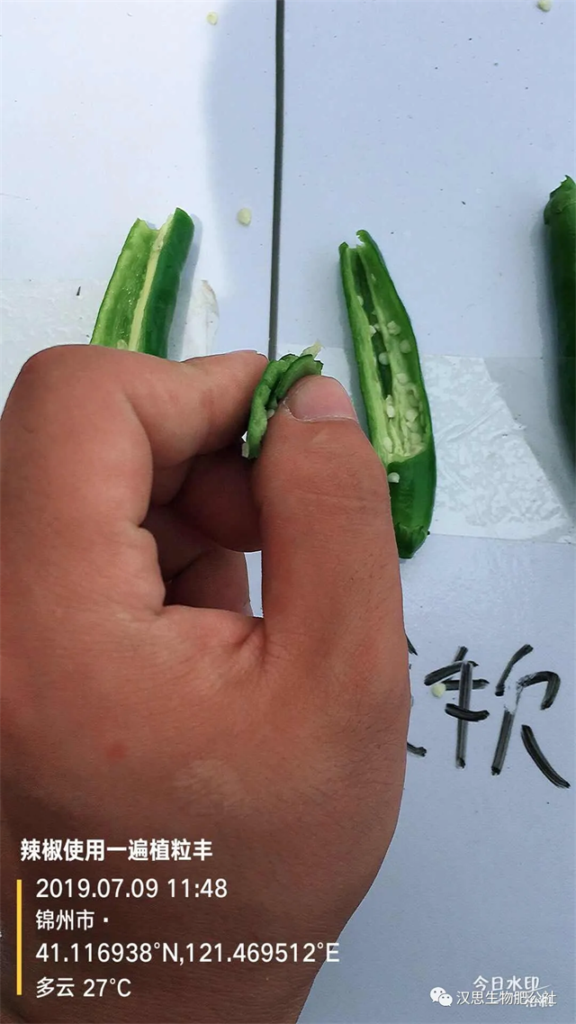 地上地下功能性肥“豪橫”組合，辣椒高產(chǎn)鐵定了！
