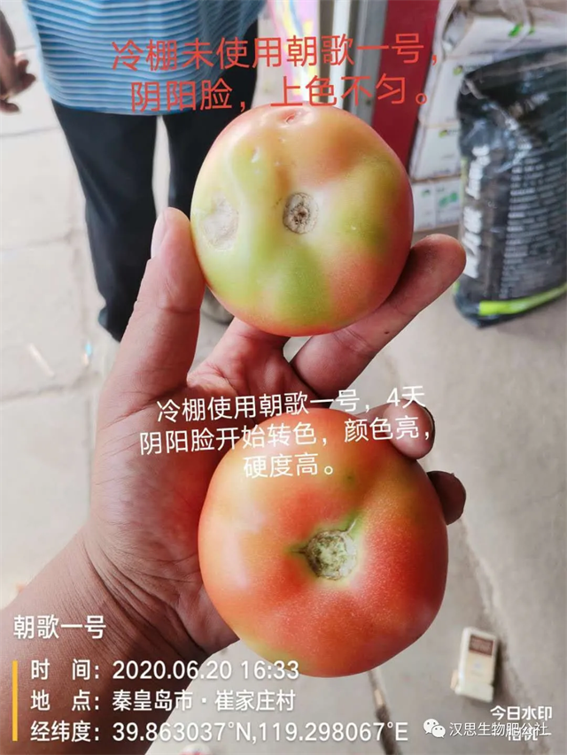 意外驚喜，《朝歌一號》不光解決西紅柿陰陽臉，還能能讓土壤踩上去軟軟的！