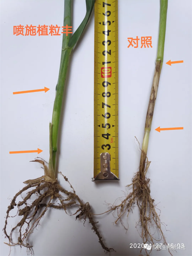 當磷酸二氫鉀遇上氨基酸水溶肥，“黃金搭檔”增產(chǎn)很輕松產(chǎn)很輕松