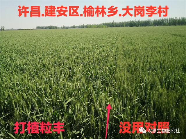 當磷酸二氫鉀遇上氨基酸水溶肥，“黃金搭檔”增產(chǎn)很輕松產(chǎn)很輕松