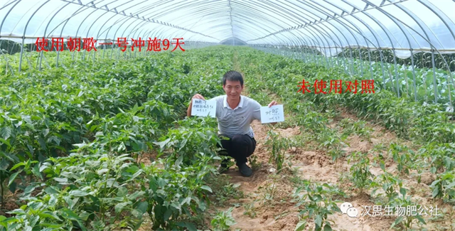 地上地下功能性肥“豪橫”組合，辣椒高產(chǎn)鐵定了！