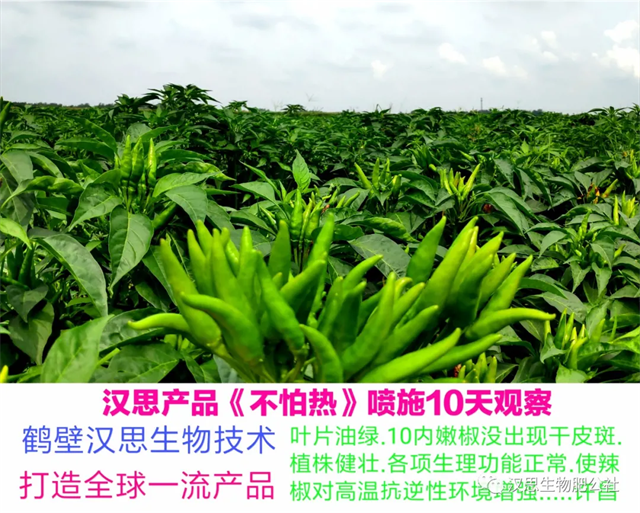 地上地下功能性肥“豪橫”組合，辣椒高產(chǎn)鐵定了！
