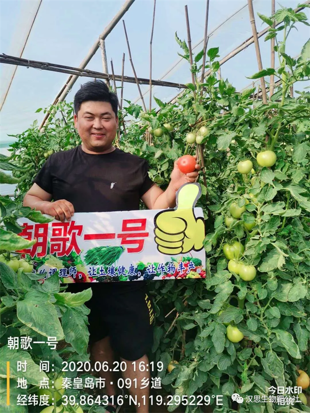 意外驚喜，《朝歌一號》不光解決西紅柿陰陽臉，還能能讓土壤踩上去軟軟的！