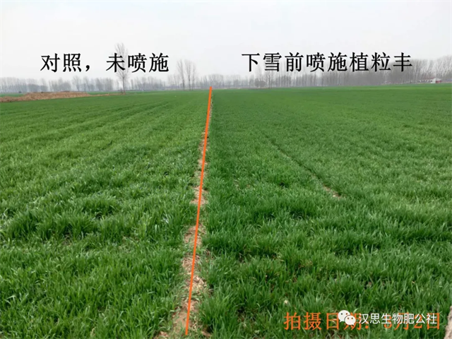當磷酸二氫鉀遇上氨基酸水溶肥，“黃金搭檔”增產(chǎn)很輕松產(chǎn)很輕松