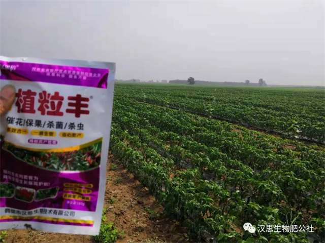 地上地下功能性肥“豪橫”組合，辣椒高產(chǎn)鐵定了！