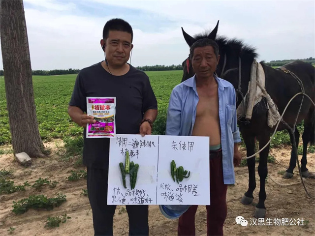 地上地下功能性肥“豪橫”組合，辣椒高產(chǎn)鐵定了！