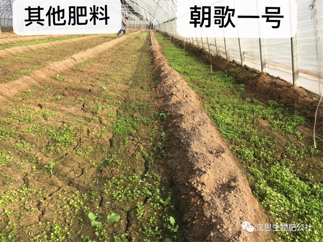 意外驚喜，《朝歌一號》不光解決西紅柿陰陽臉，還能能讓土壤踩上去軟軟的！