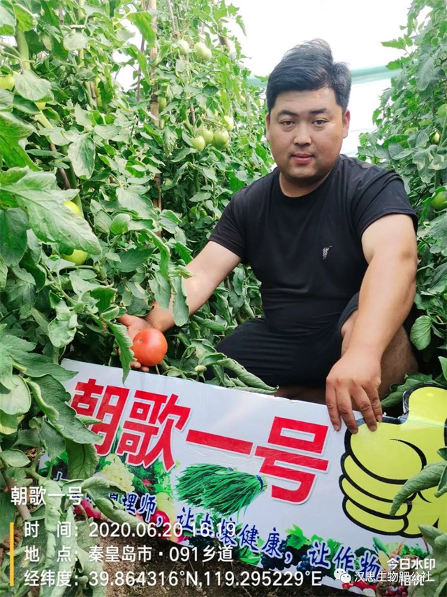 意外驚喜，《朝歌一號》不光解決西紅柿陰陽臉，還能能讓土壤踩上去軟軟的！