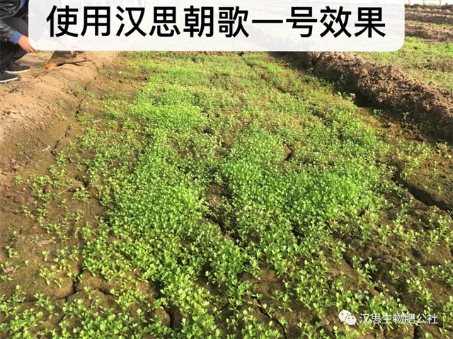 意外驚喜，《朝歌一號》不光解決西紅柿陰陽臉，還能能讓土壤踩上去軟軟的！