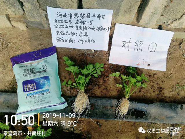 意外驚喜，《朝歌一號》不光解決西紅柿陰陽臉，還能能讓土壤踩上去軟軟的！