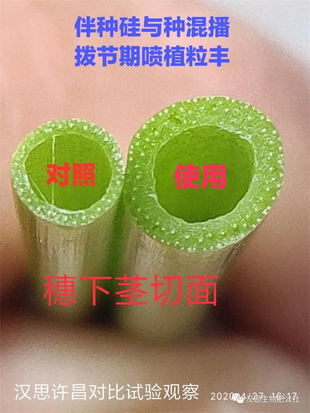 當磷酸二氫鉀遇上氨基酸水溶肥，“黃金搭檔”增產(chǎn)很輕松產(chǎn)很輕松