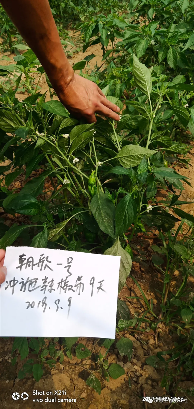 地上地下功能性肥“豪橫”組合，辣椒高產(chǎn)鐵定了！