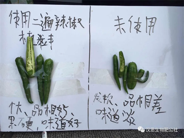 地上地下功能性肥“豪橫”組合，辣椒高產(chǎn)鐵定了！