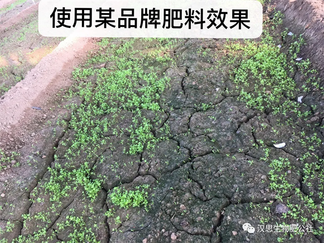 意外驚喜，《朝歌一號》不光解決西紅柿陰陽臉，還能能讓土壤踩上去軟軟的！