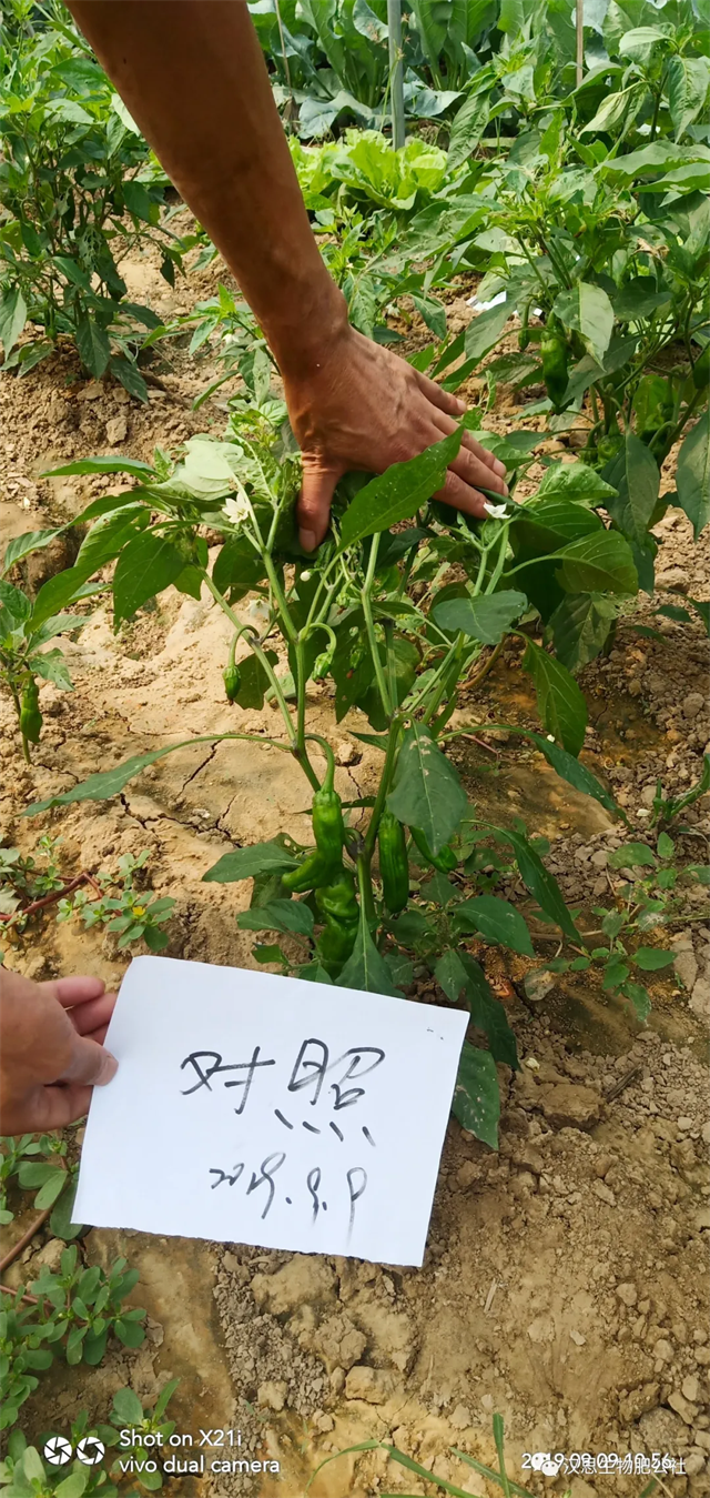 地上地下功能性肥“豪橫”組合，辣椒高產(chǎn)鐵定了！