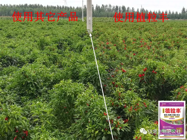 地上地下功能性肥“豪橫”組合，辣椒高產(chǎn)鐵定了！