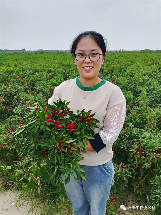 地上地下功能性肥“豪橫”組合，辣椒高產(chǎn)鐵定了！